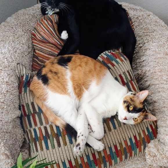 Meet your Posher, Michelle - Picture 5 of 12